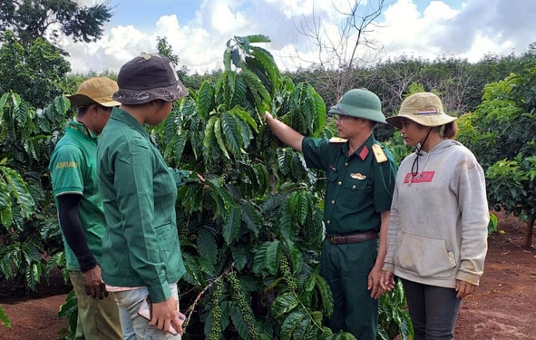 Thiếu tá Chu Đình Thành kiểm tra vườn cà phê nhận khoán của công nhân Đội sản xuất số 12.