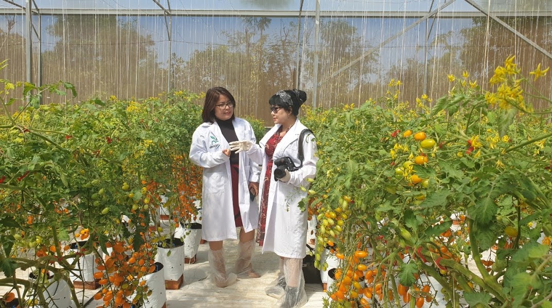 Mô hình trồng cà chua công nghệ cao tại xã Ea Nuôl (huyện Buôn Đôn) của Công ty TNHH Ban Mê green Farm là điểm đến hấp dẫn du khách.  Ảnh: T.Thanh  