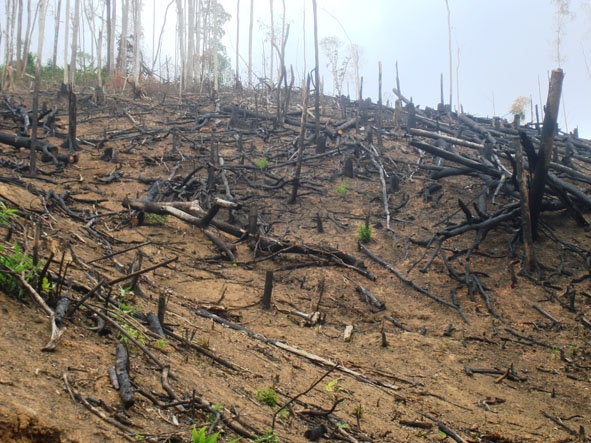 Phá rừng, một trong những nguyên nhân làm gia tăng tình trạng lũ lụt, hạn hán.  Ảnh: Vạn Tiếp