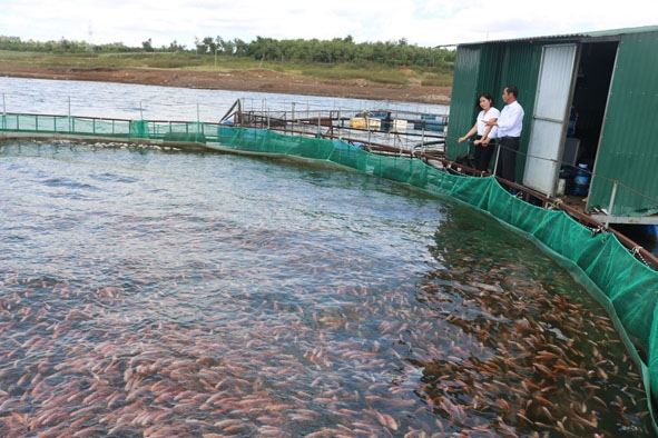 Mô hình nuôi cá lồng bè tại xã Krông Búk (huyện Krông Pắc).