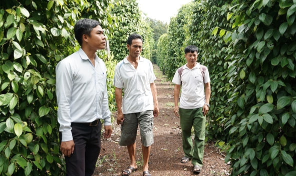 Cán bộ làm công tác giảm nghèo huyện Buôn Đôn tham quan mô hình trồng tiêu xen cà phê  cho hiệu quả kinh tế cao của người dân tại địa bàn. 