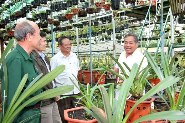 Cán bộ Hội Cựu chiến binh tỉnh và huyện Krông Pắc tham quan, tìm hiểu mô hình trồng lan của gia đình thương binh Lê Mỹ. 