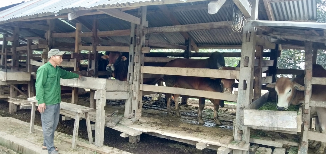 Chuồng trại nuôi bò của gia đình ông Lê Văn Sình. 