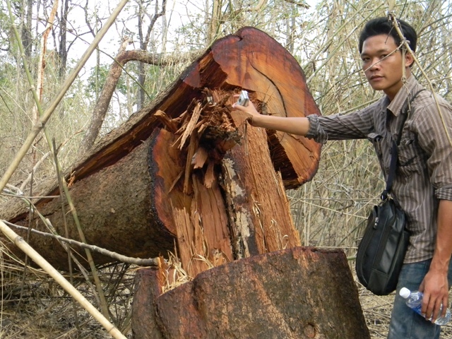 Phóng viên Báo Đắk Lắk trong một lần xâm nhập điều tra phá rừng trong lõi Vườn Quốc gia Yok Đôn. Ảnh: V.Cường