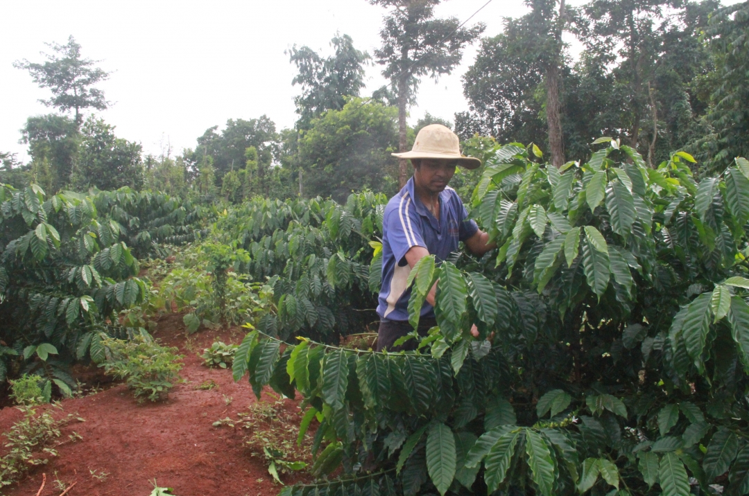 Vườn cà phê tái canh của hộ dân ở xã Cư Suê (huyện Cư M'gar).  