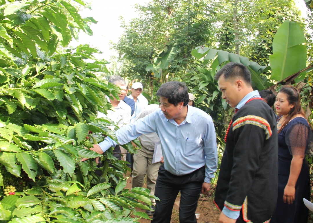 Thứ trưởng Bộ NN-PTNT Lê Quốc Doanh (thứ ba từ phải sang) thăm vườn cà phê tái canh ở xã Hòa Đông (huyện Krông Pắc). 