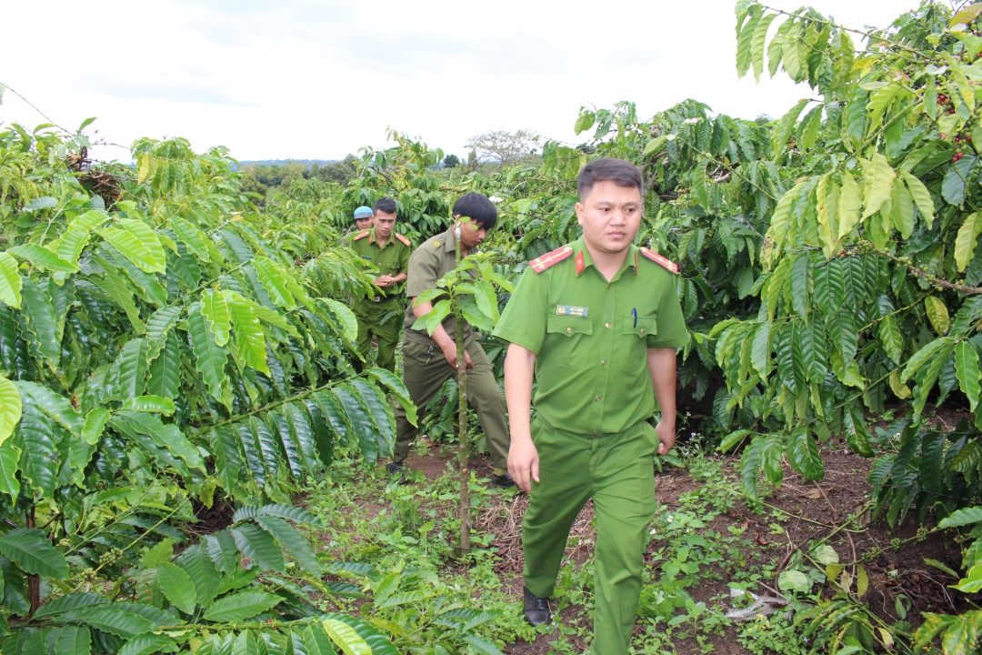 Tổ công tác của công an xã Ea Hiao (huyện Ea H’leo) và công an viên các thôn, buôn tuần tra tại các rẫy cà phê ở thôn 9B.