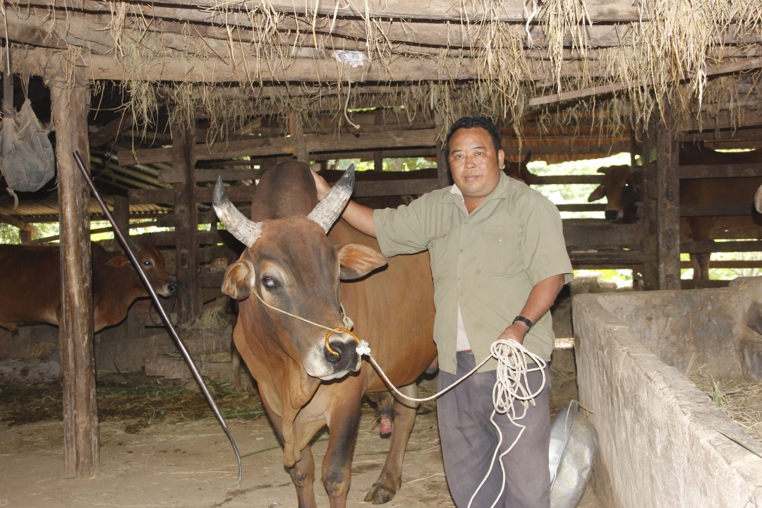 Ông Sùng Văn Lùng và một trong những con bò chọi trưởng thành mà gia đình đang nuôi. Ả