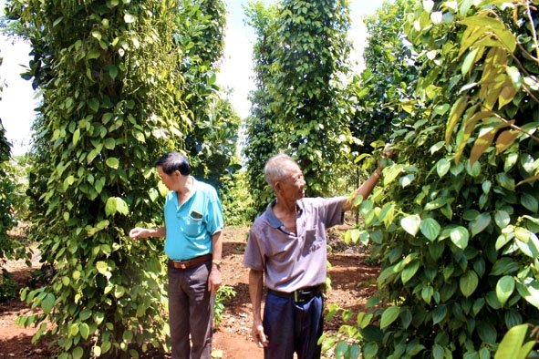 Mô hình trồng xen canh của gia đình cựu chiến binh Nguyễn Đình Thức (bên phải)  ở thôn Tam Phương.