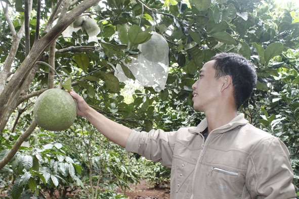 Vườn bưởi của gia đình anh Nguyễn Đình Minh (phường Thiện An) sản xuất theo tiêu chuẩn VietGAP. 