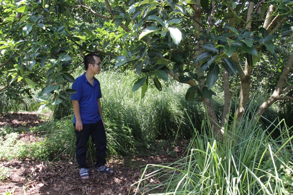 Anh Trương Đăng Hưng trồng xen cỏ vetiver trong vườn cây ăn trái tại thị trấn Ea Pốk, huyện Cư M’gar. 