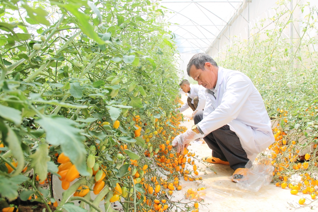 Mô hình trồng cà chua nova ứng dụng công nghệ cao ở xã Hòa Thuận (TP. Buôn Ma Thuột).    Ảnh: Thuận Nguyễn