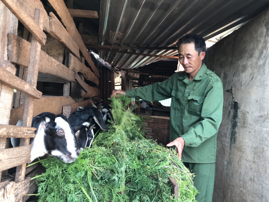 Hộ ông Phan Đình Hùng (thôn 1, xã Ea Kpam) có thêm thu nhập đáng kể từ nghề nuôi dê
