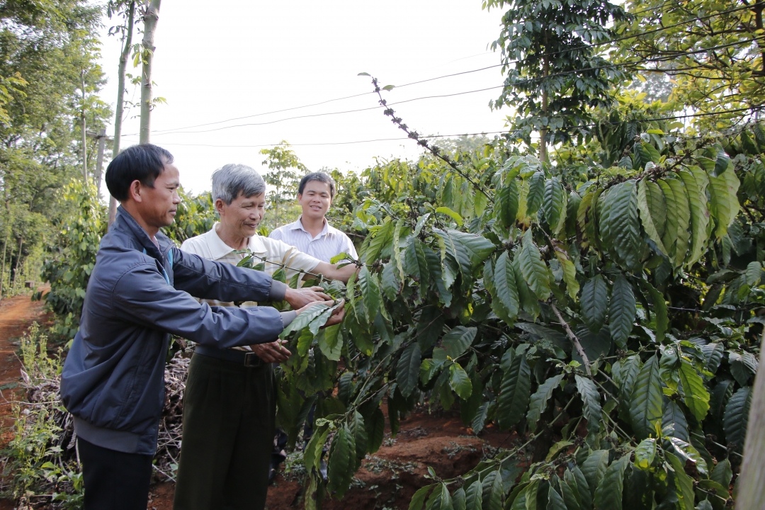 Các đảng viên ở xã Ea Ngai tham quan mô hình trồng cà phê theo tiêu chuẩn FLO-CERT.