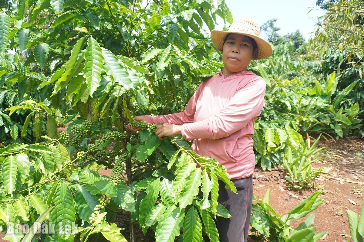 Phụ nữ thị xã Buôn Hồ giúp nhau phát triển kinh tế