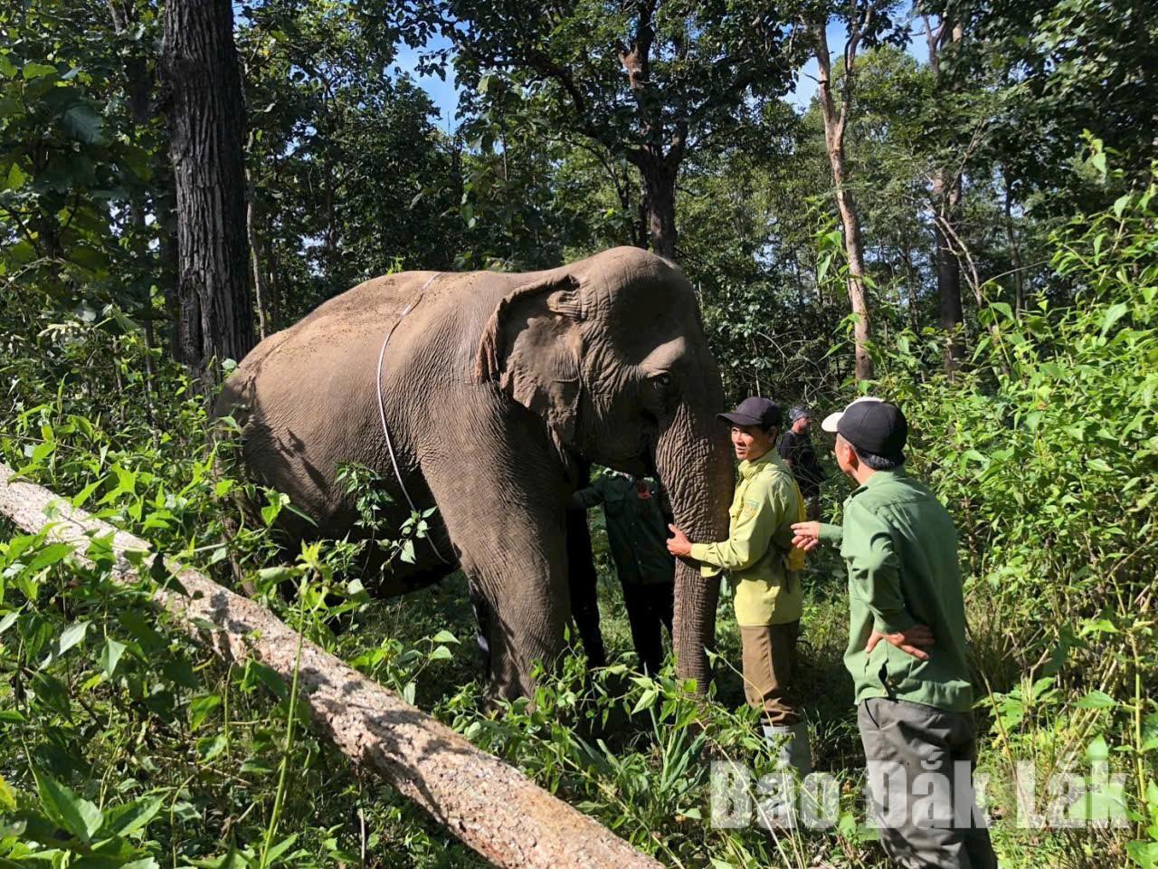 Tuyên truyền bảo tồn voi, giảm thiểu xung đột giữa voi với con người