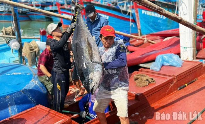 Dong Tac fishing port bustling with activity during pre-Tet days
