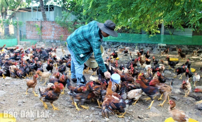 Toàn tỉnh có 66 dự án chăn nuôi với tổng vốn đầu tư hơn 10.121 tỷ đồng