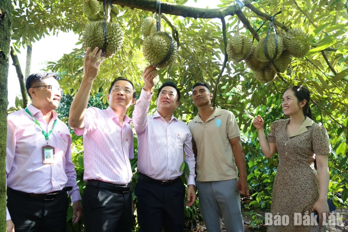 Tín dụng chính sách: Đòn bẩy thúc đẩy phát triển kinh tế - xã hội bền vững