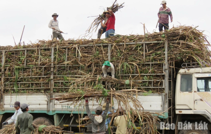 Tìm giải pháp gỡ khó 
cho ngành mía đường