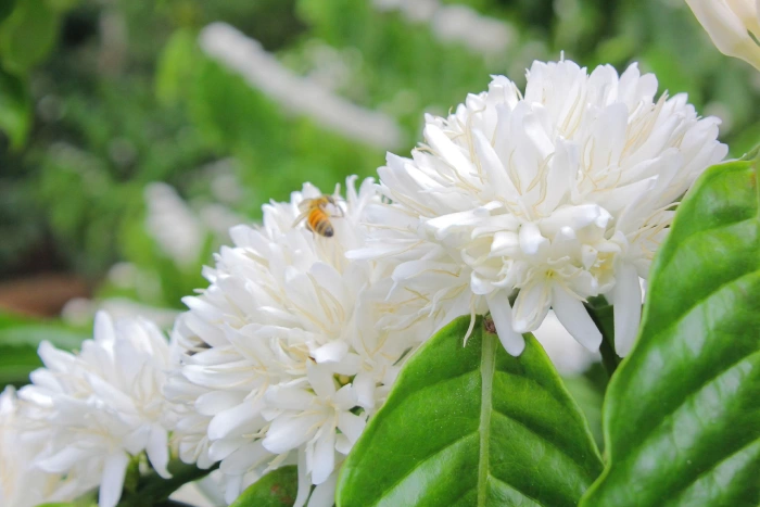 Hương cà phê trong hành trang vào đời