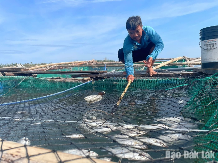 Người nuôi thủy sản trái phép không được hỗ trợ thiệt hại do thiên tai