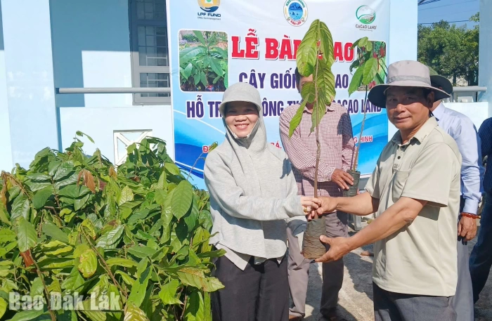 Hỗ trợ hơn 20.000 cây ca cao giống cho người dân 4 xã miền núi