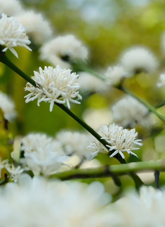 Ly cà phê chiều và miền ký ức