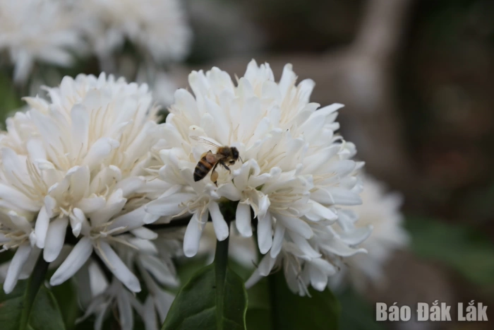 Mùa con ong đi lấy mật