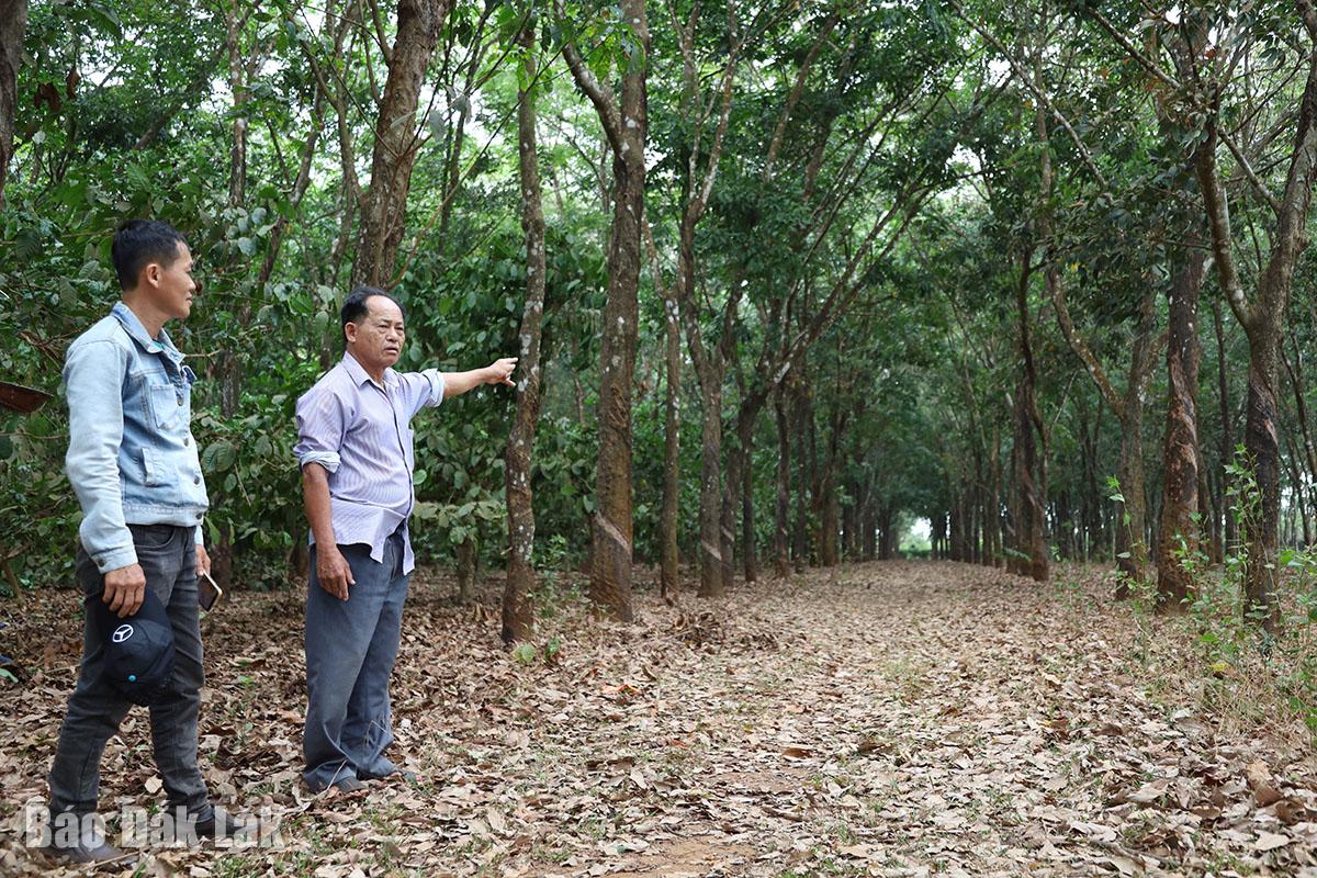 Cho mượn đất làm ăn rồi bị chiếm đoạt?!