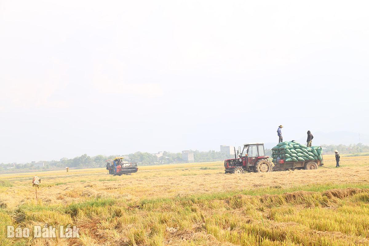 Ea Súp được mùa lúa