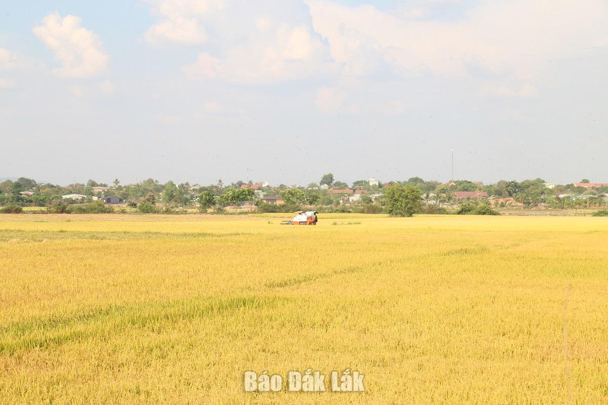 Huyện Ea Súp chuyển đổi gần 600 ha đất thực hiện các dự án chăn nuôi quy mô lớn