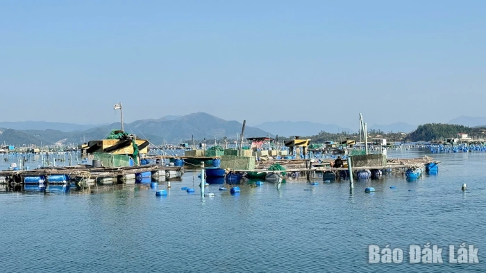 Thủ phủ tôm hùm chật vật phục hồi sau thiên tai