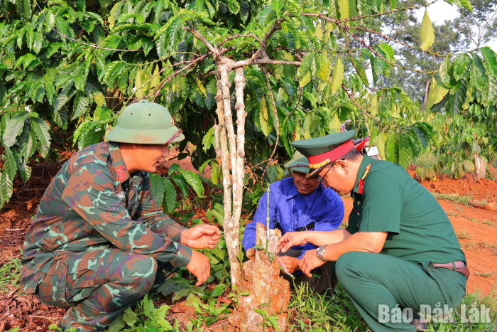 Hồi sinh cà phê bằng ghép chồi tái canh