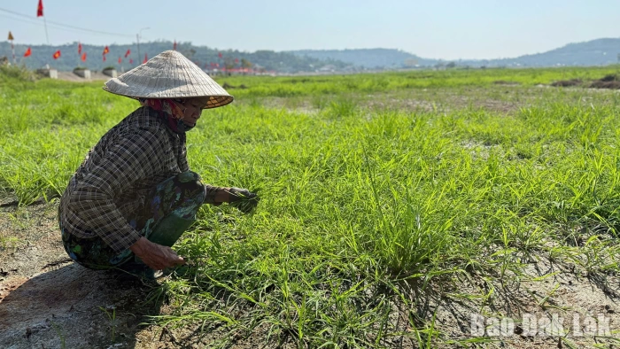 Chạy đua rửa mặn, cứu đồng ruộng