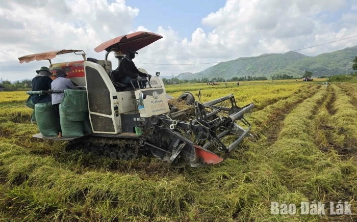 Lúa được mùa, nông dân phấn khởi