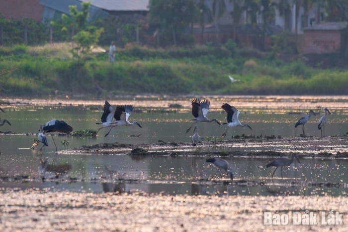 Thong dong 
     cánh cò nhạn 
giữa đồng quê