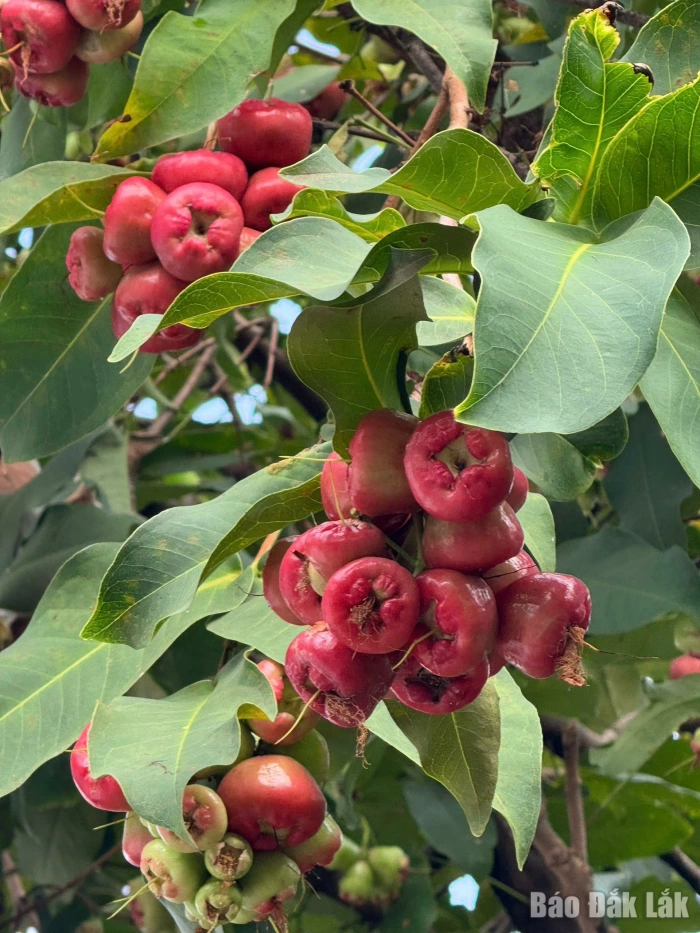 Chào nhé, tháng tư thiên thanh