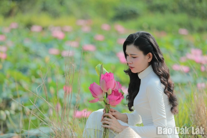 Mùa sen nở rộ
