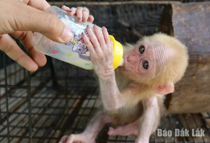 Cứu hộ, thả nhiều cá thể động vật hoang dã về môi trường tự nhiên