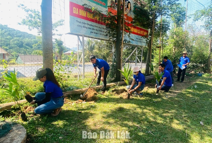 Tuổi trẻ xã Đắk Liêng trồng 100 cây cau thực hiện mô hình “Hàng rào xanh thanh niên”