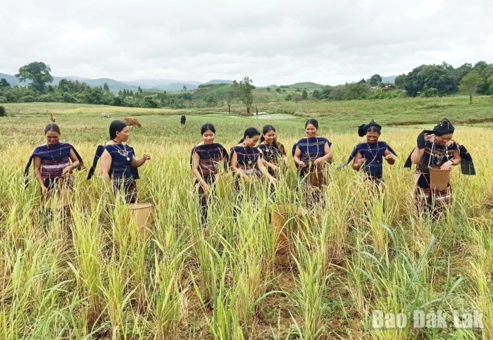 Người Bahnar trân trọng cây lúa rẫy
