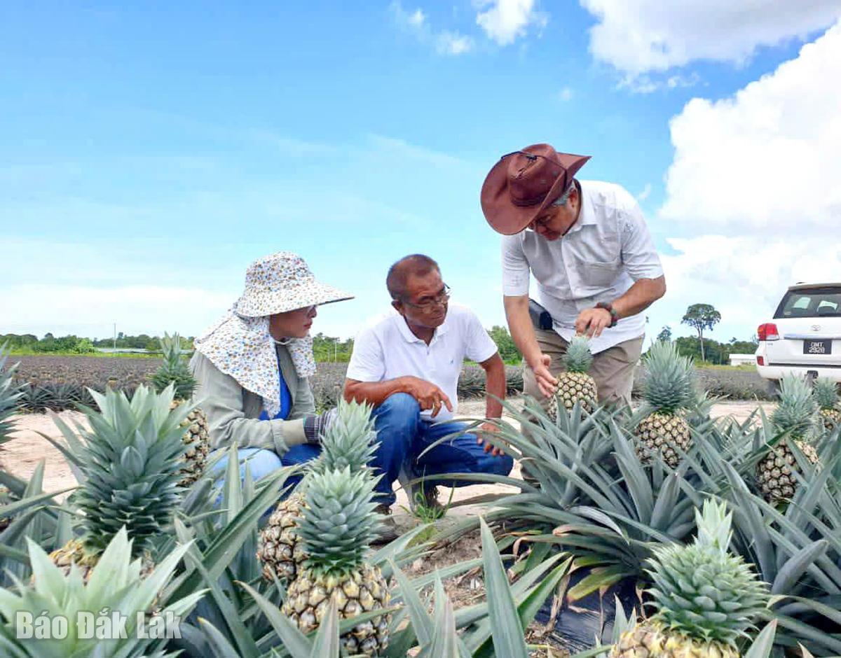Huyện Krông Bông: Nhiều hợp tác xã hoạt động cầm chừng