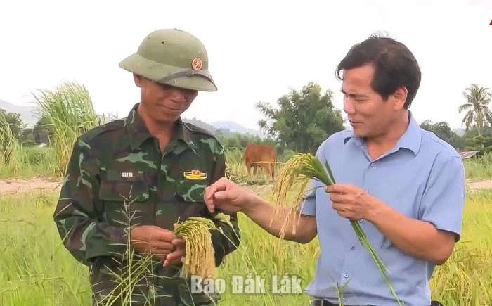 Xã Suối Trai: Nâng cao năng suất và hiệu quả cây lúa