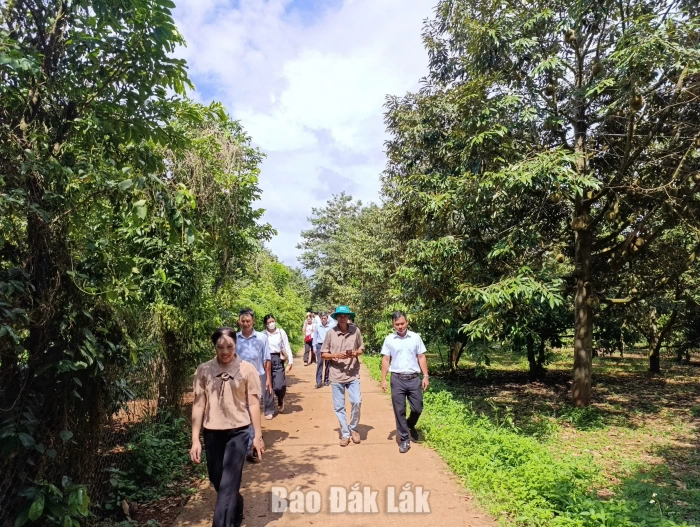 Khảo sát địa điểm phục vụ xây dựng tour du lịch trải nghiệm, thưởng thức sầu riêng tại vườn