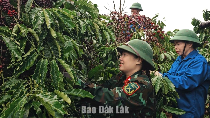 Dak Lak’s first coffee enterprise to obtain US and EU organic certification