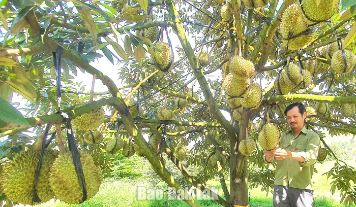 Nông dân vùng sâu kiên trì với cây sầu riêng