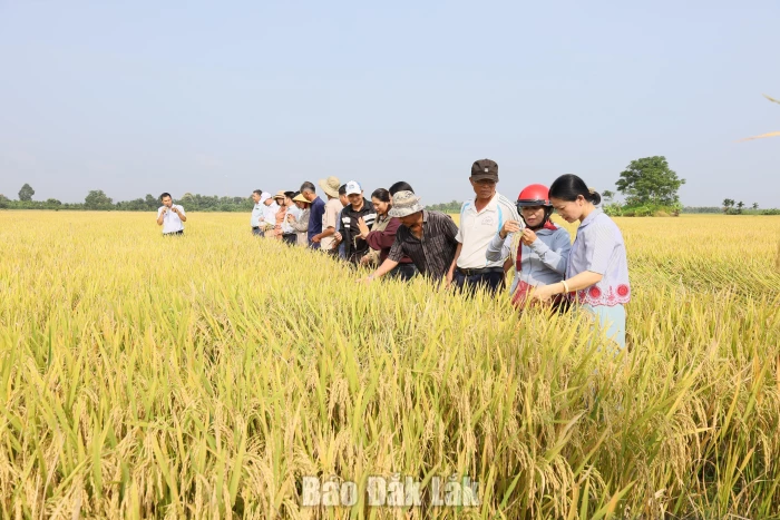 Nông nghiệp tái sinh: Giải pháp cho tăng trưởng xanh và giảm phát thải