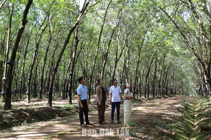 Cao su xanh bóng trên đất bạn Lào