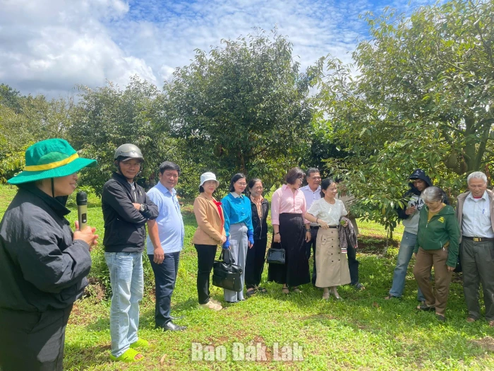 Hiệu quả từ mô hình trình diễn sử dụng phân bón hữu cơ và chế phẩm sinh học trên cây sầu riêng